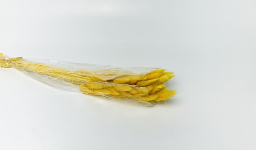 Dried Bunny Tails Yellow (Pack of 60pcs) - BNBA